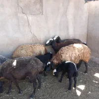 میش اصیل شال