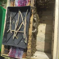زنبور