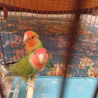 طوطی کوتوله و عروس هلندی