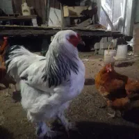 فروش خروس برهما