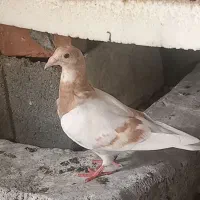تعدادی کبوتر