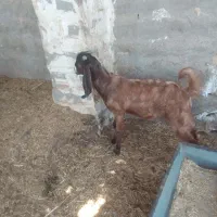سلام پازن وکهره نر