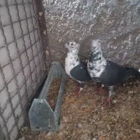 کفتر|پرنده|سیدان, |دیوار