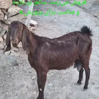 شتر لامصب