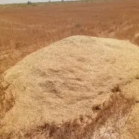 کاه گندم جو علوفه یونجه ارد سحاله زرت
