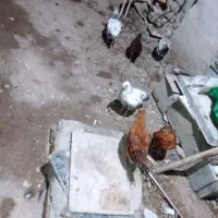 نوچه واسه شوروه