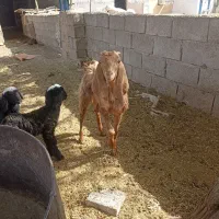 فروش بز ماده
