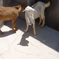 بز قاله نر پاکستانی
