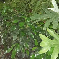 ۱۵ به بالا بن جهت برای نهال درخت پایان کار شهرداری