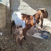 بز با دو کهره نر و ماده