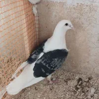 کفتر