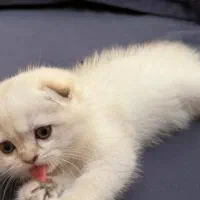 گربه اسکاتیش