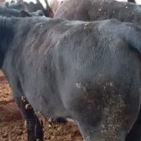 تعدادی گوساله ماده چاق