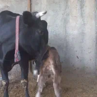 گاو دورگه با گوساله نر