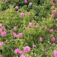 عسل درجه یک کردستان و گلاب طبیعی