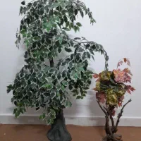 درختچه