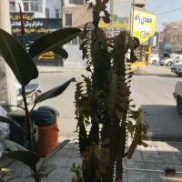 گل گلدان|گل و گیاه طبیعی|مشهد, کوشش|دیوار