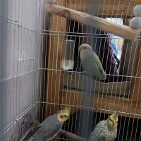 نر و ماده عروس هلندی و کوتوله برزیلی ماده