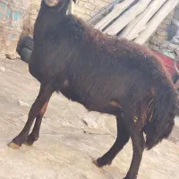 گوسفند فروشی