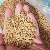 فروش گندم سیروان