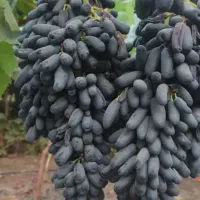 مرکز فروش انواع نهال انگور ایرانی و خارجی