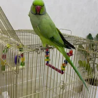طوطی|پرنده|ساوه, |دیوار