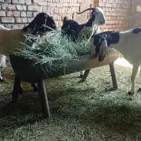 بر ترکی
