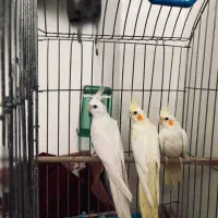 سه عدد عروس هنلدی بالغ