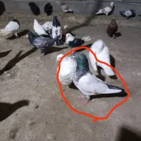 کفتر|پرنده|سندرک, |دیوار