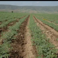 نخود چین کارگر نخود