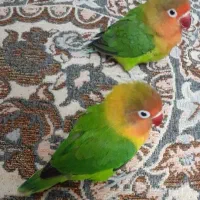جفت کوتوله یا لاوبرد باجوجه ۲۵روزه