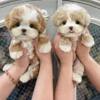 توله مالتیپو فقط 5800