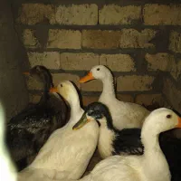 اردک