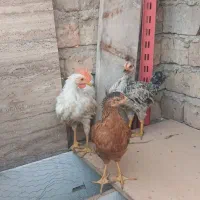 مرغ خروس