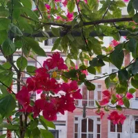 گل کاغذی|گل و گیاه طبیعی|تهران, شمس‌آباد|دیوار