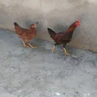 مرغ و خروس