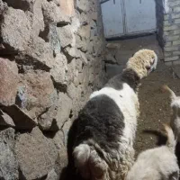 بره ترکی