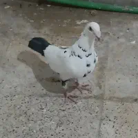 هومر