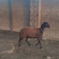 میش و کاوه