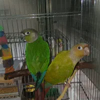 گرینچیک
