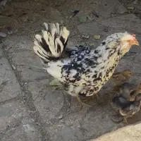 مرغ و خروس گلین