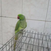 ملنگون