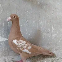 میلومنز ماده جفت کرم زرد جوجه