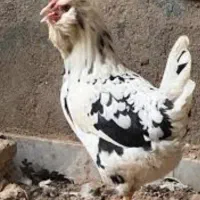 مرغ و خروس