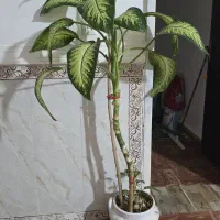 گل طبیعی