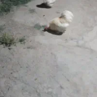 مرغ