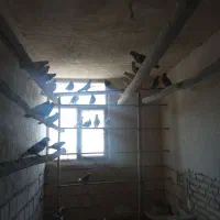 ۶۰ عدد کفتر