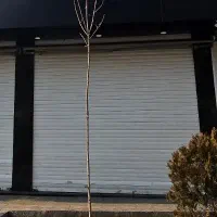 70 مترفروش مغازه با ملکیت بر ۱۰ شریعتی‌.دولت