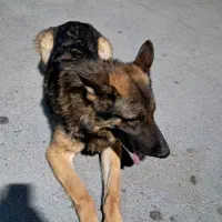 سگ ژرمن|سگ|نظرآباد, نظرآباد|دیوار