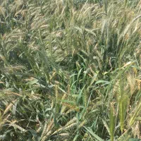 زمین-کشاورزی